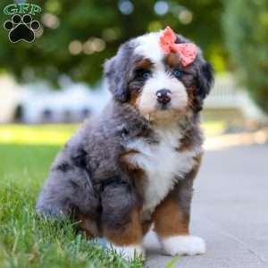 Carly, Mini Bernedoodle Puppy